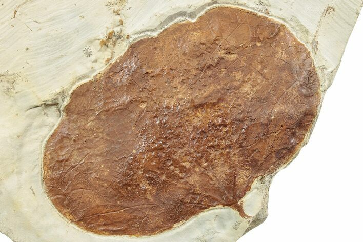 Fossil Leaf (Zizyphoides) - Montana #223816